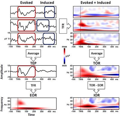 Characterizing the Cortical Oscillatory Response to TMS Pulse